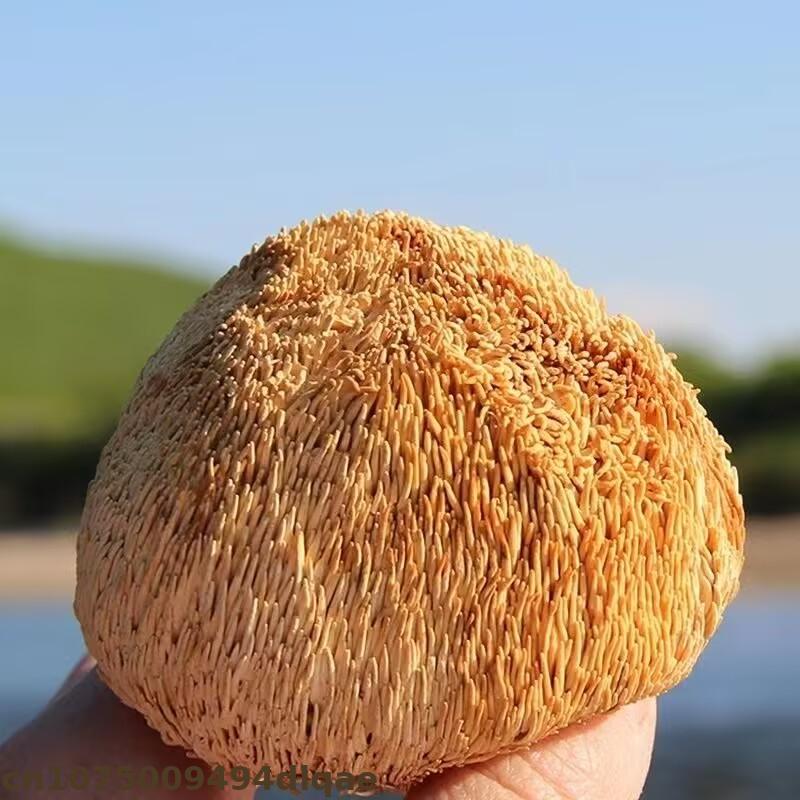 Premium Dried Lion's Mane Mush - Soap Making Home avaliação e preço